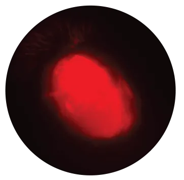 Jarocare-R25